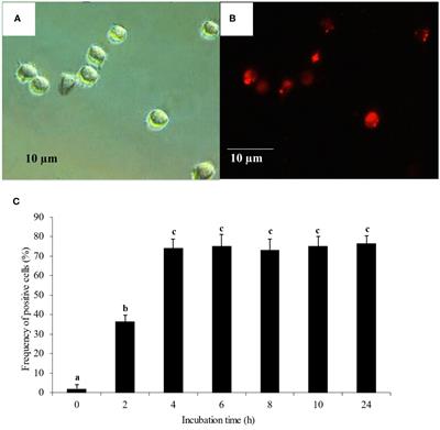 Type I and II interferons, transcription factors and major histocompatibility complexes were enhanced by knocking down the PRRSV-induced transforming growth factor beta in monocytes co-cultured with peripheral blood lymphocytes